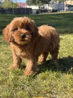 Lili, a female Cavapoo for sale in Los Angeles, CA – Photo 4 of 6