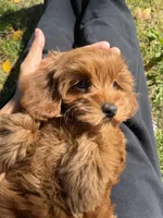 Lili, a female Cavapoo for sale in Los Angeles, CA – Photo 5 of 6
