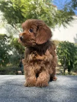 Lili, a female Cavapoo for sale in Los Angeles, CA – Photo 3 of 6