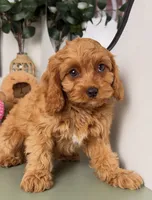 Kent, a male Cavapoo and Poodle - Toy  for sale in Los Angeles, CA – 4 of 5