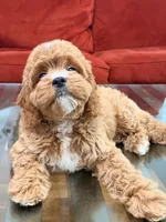 Loki, a male Cavapoo for sale in Los Angeles, CA – 2 of 4