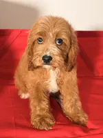 Lulu, a female Cavapoo for sale in Los Angeles, CA – 3 of 5