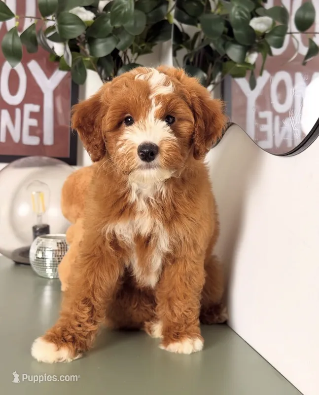 Leaf – Goldendoodle, Poodle - Toy  puppy for sale in Los Angeles, CA
