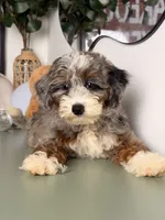 Icy, a male Goldendoodle and Poodle - Toy  for sale in Los Angeles, CA – 7 of 7