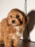 Bingo, a male Cavapoo for sale in Los Angeles, CA – 4 of 5