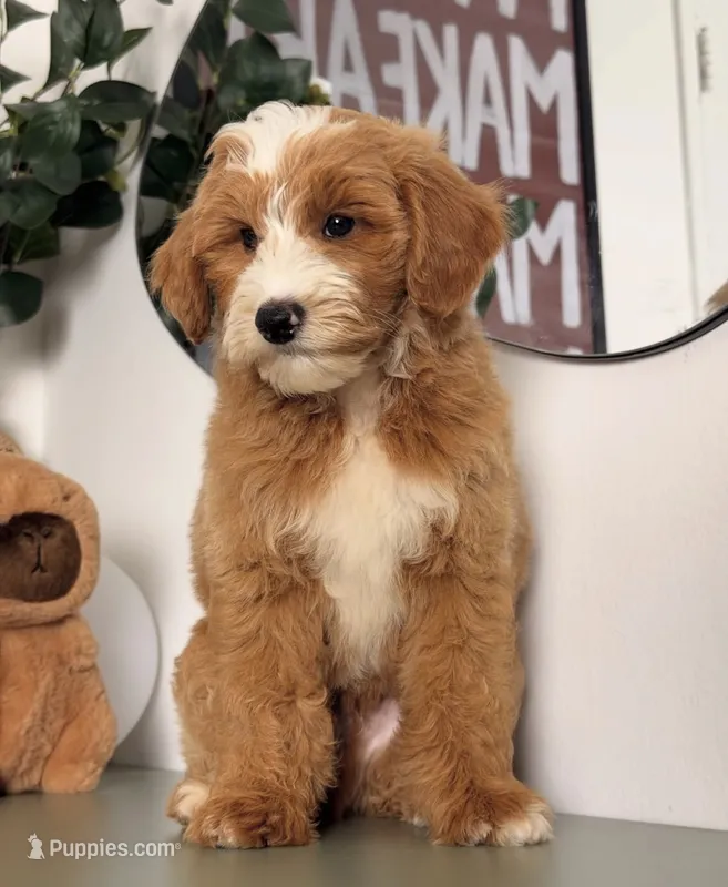 Light – Goldendoodle, Poodle - Toy  puppy for sale in Los Angeles, CA