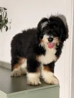 Sunny, a male Bernedoodle for sale in Los Angeles, CA – 4 of 6