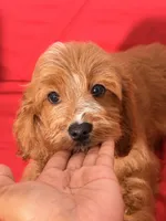 Lulu, a female Cavapoo for sale in Los Angeles, CA – 4 of 5