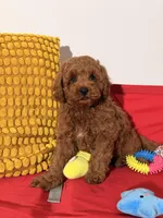 Miniature - Billy boo, a male Goldendoodle for sale in Los Angeles, CA – Photo 6 of 7