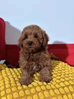 Miniature - Billy boo, a male Goldendoodle for sale in Los Angeles, CA – Photo 4 of 7