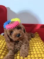 Miniature - Billy boo, a male Goldendoodle for sale in Los Angeles, CA – Photo 2 of 7