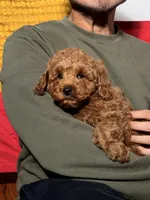 Miniature - Billy boo, a male Goldendoodle for sale in Los Angeles, CA – Photo 7 of 7