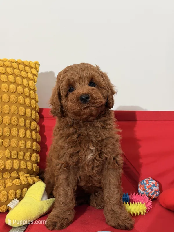 Miniature - Billy boo – Goldendoodle puppy for sale in Los Angeles, CA