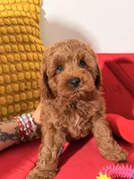 Miniature - Billy boo, a male Goldendoodle for sale in Los Angeles, CA – Photo 5 of 7