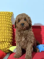 Miniature - Billy boo, a male Goldendoodle for sale in Los Angeles, CA – Photo 3 of 7