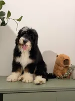 Sunny, a male Bernedoodle for sale in Los Angeles, CA – 1 of 6