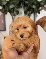 Pookie, a female Cavapoo and Poodle - Toy  for sale in Los Angeles, CA – 5 of 5