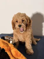 Grace, a female Cavapoo and Poodle - Toy  for sale in Los Angeles, CA – 3 of 6