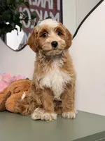 Waffle, a female Cavapoo and Poodle - Toy  for sale in Los Angeles, CA – 1 of 8