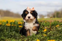 Amie, a female Miniature Bernedoodle for sale in Los Angeles, CA – 3 of 4