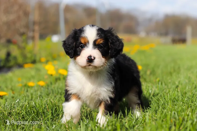 Dolly – Miniature Bernedoodle puppy for sale in Los Angeles, CA