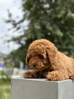 Captain snuggles, a male Poodle - Toy  for sale in Los Angeles, CA – 4 of 4