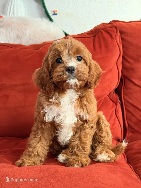 Laguna – Cavapoo puppy for sale in Los Angeles, CA