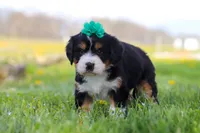 Kayla, a female Miniature Bernedoodle for sale in Los Angeles, CA – 4 of 4