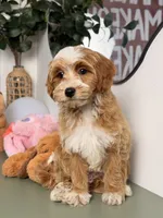 Waffle, a female Cavapoo and Poodle - Toy  for sale in Los Angeles, CA – 7 of 8