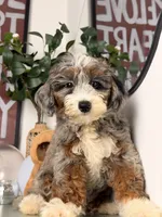 Icy, a male Goldendoodle and Poodle - Toy  for sale in Los Angeles, CA – 5 of 7
