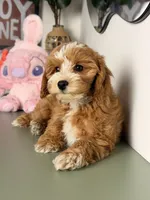 Cookie, a female Cavapoo and Poodle - Toy  for sale in Los Angeles, CA – 6 of 7
