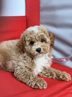 Lucky, a male Poodle - Toy  and Miniature Goldendoodle for sale in Los Angeles, CA – 3 of 5