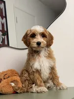 Waffle, a female Cavapoo and Poodle - Toy  for sale in Los Angeles, CA – 5 of 8