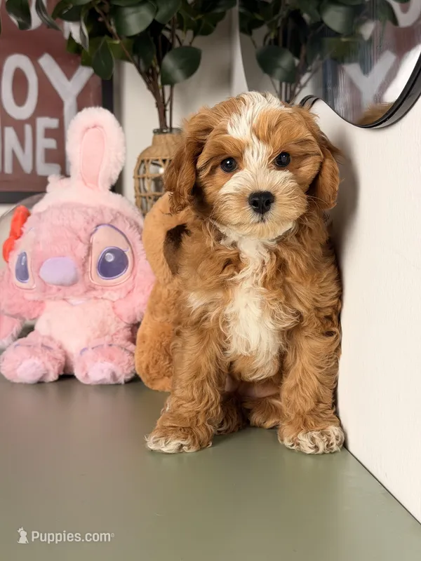 Cookie – Cavapoo, Poodle - Toy  puppy for sale in Los Angeles, CA