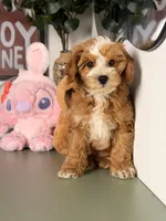 Cookie, a female Cavapoo and Poodle - Toy  for sale in Los Angeles, CA – 1 of 7