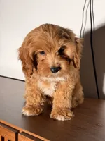 Bingo, a male Cavapoo for sale in Los Angeles, CA – 3 of 5