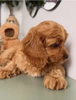Kent, a male Cavapoo and Poodle - Toy  for sale in Los Angeles, CA – 2 of 5