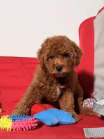 Minature - Tilly bean, a male Goldendoodle for sale in Los Angeles, CA – Photo 3 of 6