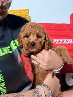 Minature - Tilly bean, a male Goldendoodle for sale in Los Angeles, CA – Photo 2 of 6