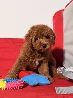 Minature - Tilly bean, a male Goldendoodle for sale in Los Angeles, CA – Photo 6 of 6