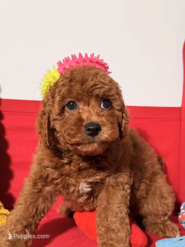 Minature - Tilly bean – Goldendoodle puppy for sale in Los Angeles, CA