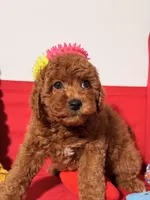 Minature - Tilly bean, a male Goldendoodle for sale in Los Angeles, CA – Photo 1 of 6