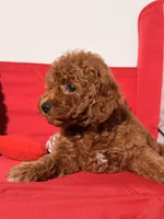 Minature - Tilly bean, a male Goldendoodle for sale in Los Angeles, CA – Photo 5 of 6