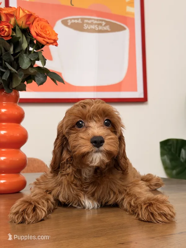 Gingerbread, a male Cavapoo for sale in Los Angeles, CA – 1 of 4