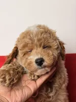 Lucky, a male Poodle - Toy  and Miniature Goldendoodle for sale in Los Angeles, CA – 2 of 5