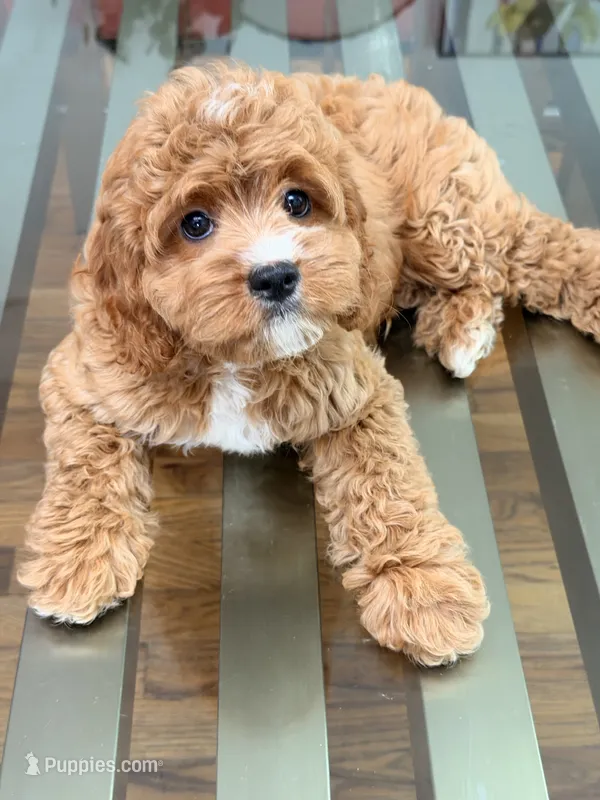 Loki – Cavapoo puppy for sale in Los Angeles, CA