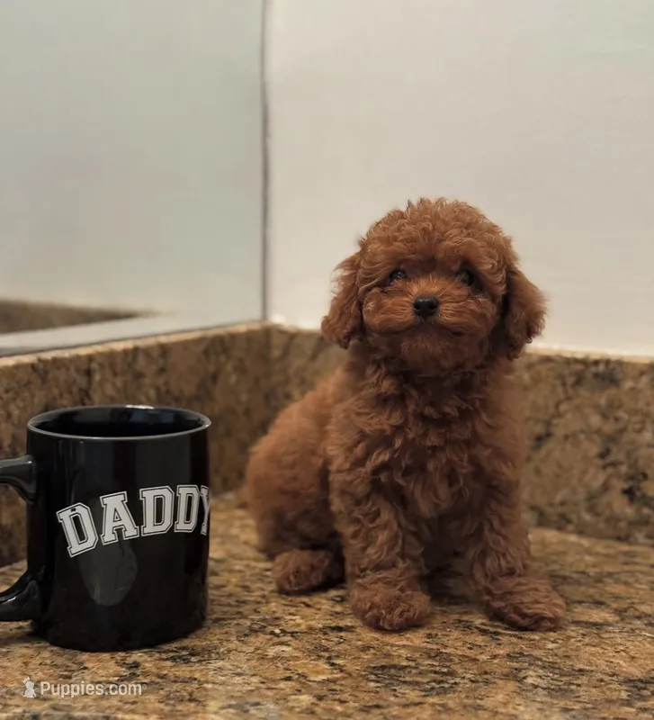 Key – Poodle - Toy  puppy for sale in Los Angeles, CA