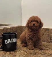 Key, a male Poodle - Toy  for sale in Los Angeles, CA – 1 of 4
