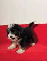 Chip, a male Miniature Bernedoodle for sale in Los Angeles, CA – Photo 5 of 5