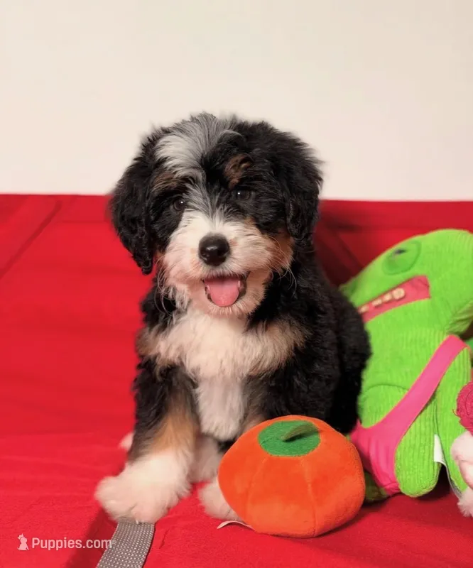 Chip – Miniature Bernedoodle puppy for sale in Los Angeles, CA